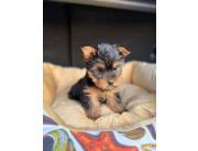 YORKSHIRE MINI MACHO