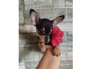 PINSCHER CERO HEMBRA