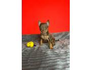 PINSCHER CERO CHOCOLATE