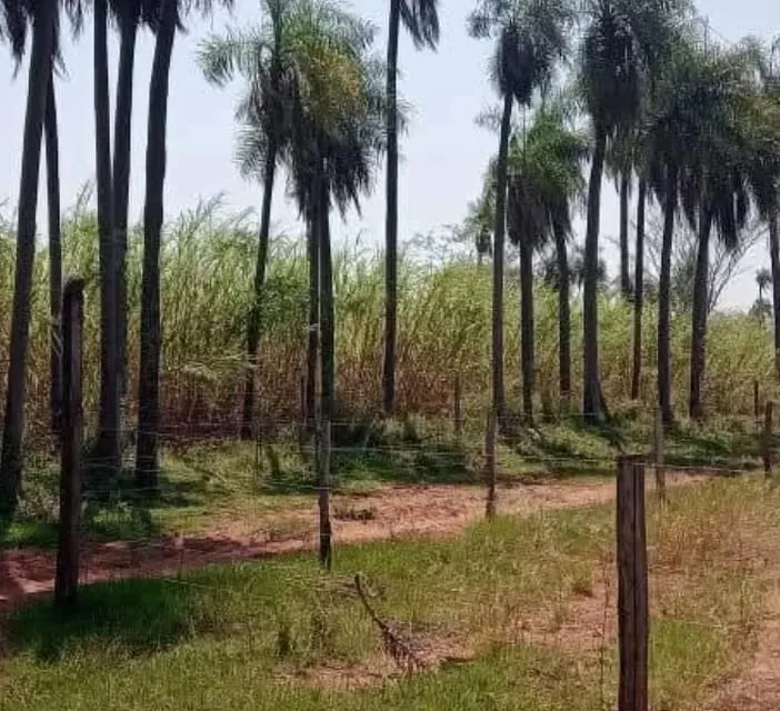 DEPARTAMENTO DE PARAGUARI- YAGUARON VENDO 21 HECTÁREAS ZONA ALTA APTO PARA GRANJA Y AFINE — foto 2