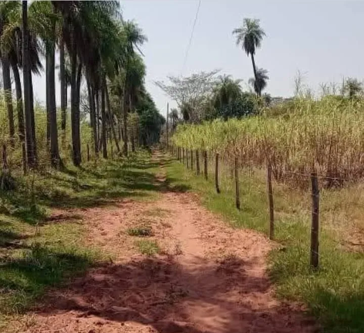DEPARTAMENTO DE PARAGUARI- YAGUARON VENDO 21 HECTÁREAS ZONA ALTA APTO PARA GRANJA Y AFINE — foto 3