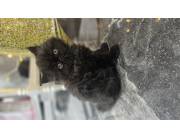 GATO PERSA PARA ENTREGA INMEDIATA