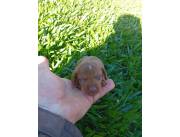 Perro salchicha ,(datshund)