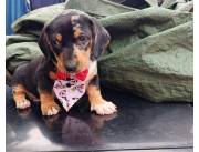 Salchicha Teckel Arlequín Macho