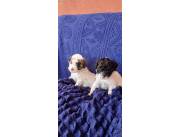 Vendo hermoso cachorros caniche toy