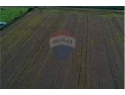 VENDO 30 HECTAREAS EN SAN ALBERTO ALTO PARANA