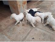 LABRADOR NEGROS Y DORADOS