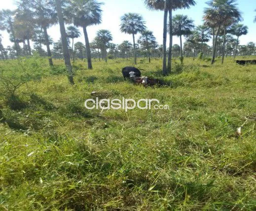 OFERTA DE PROPIEDAD EN PDTE. HAYES En el corazón productivo del Chaco — foto 2
