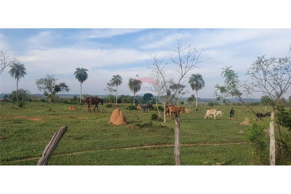 VENDO 60 HECTAREAS EN CURUGUATY — foto 3
