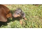 Hermosos perritos teckel