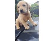 Labradores hembras y machos