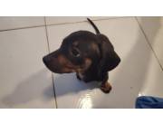 Salchicha machos y hembras