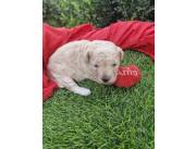 Caniche Poodle raza pura