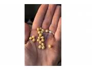 🌾 Oportunidad Única: Campo de 600 Hectáreas en San Pedro del Paraná