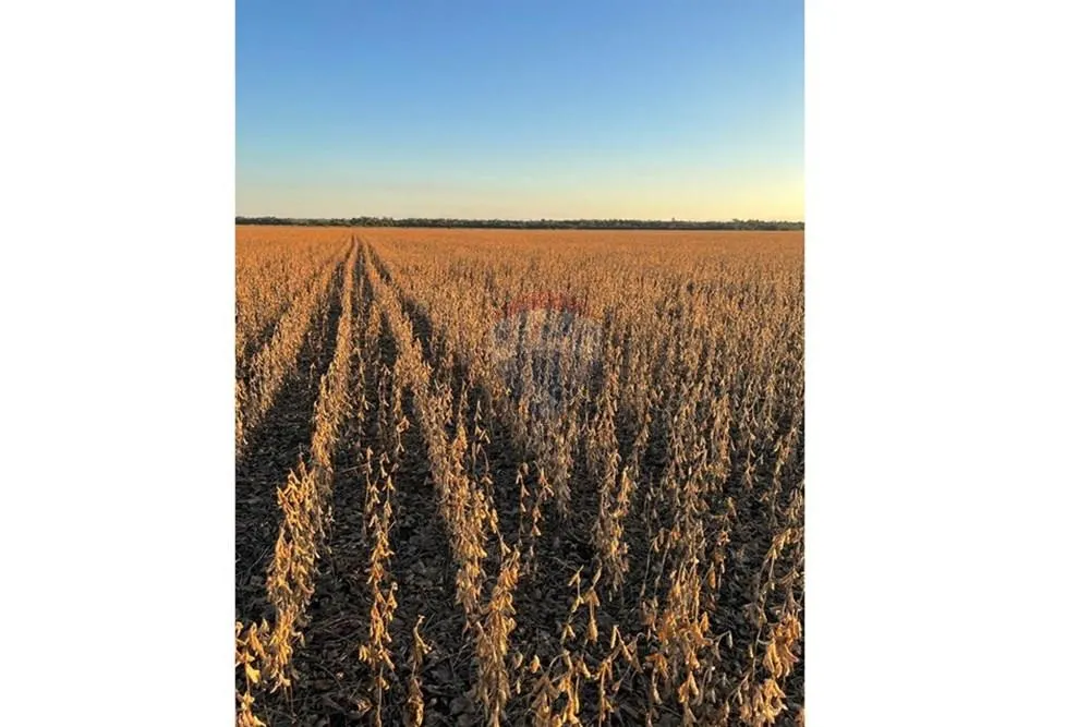🌾 Oportunidad Única: Campo de 600 Hectáreas en San Pedro del Paraná — фото 2