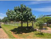 VENDO LOTES EN LUQUE - BARRIO ISLA BOGADO