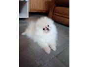 Lulu Pomerania miniatura