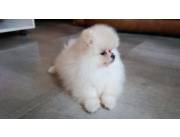 LULU POMERANIA HEMBRA MINI