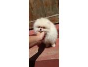 Lulu Pomerania hembra