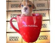 Hermosos cachorros Yach Russel