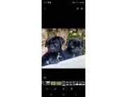 Perros Pug Negro