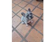 Bulldog frances macho