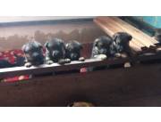 Cachorros Pastor alemán