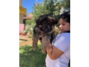 PASTOR ALEMÁN HEMBRA DE PELO LARGO EN ASUNCIÓN DE MUY BUENA GENÉTICA