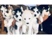 CACHORROS HUSKY EN ADOPCIÓN