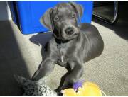 Cachorro Gran Danés