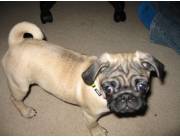Cachorro Pug hembra