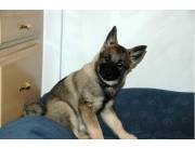Cachorro de Elkhound noruego