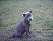 Cachorro staffordshire bull terrier