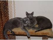 Gatos azules rusos