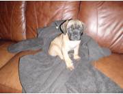 Cachorros mastín inglés para adopción