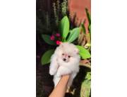 LULU POMERANIA MINIATURA