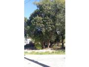 VENDO TERRENO DE 506m2 EN BARRIO CENTRAL - MARIANO ROQUE ALONSO