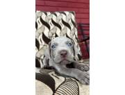 Weimaranner genética Blue