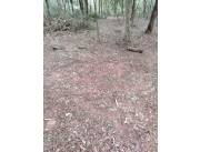 21 HA. DE CAMPO EN SAN BERNARDINO - CIERCO CUA