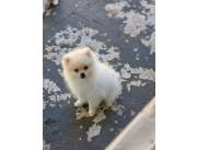 LULU POMERANIA HEMBRA