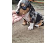 Teckel arlequin macho