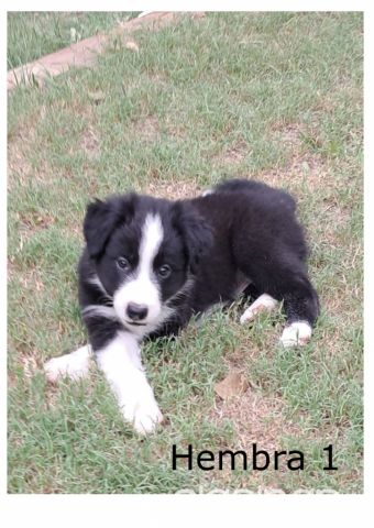 Perros - Gatos - Border Collie a la venta