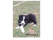 Border Collie a la venta