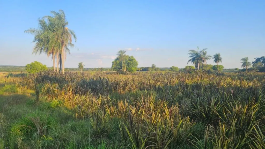 VENDO RANCHO HEBRON 30 HECTÁREAS PRODUCTIVAS EN YBYCUI — foto 3