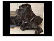 Cachorros Cane Corso Mastin Italiano