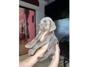 Weimanraner genética Blue