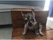BULLDOG FRANCES - Exótico Hembra y Fawn merle Macho