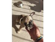 BULLDOG FRANCES - Exótico Hembra y Fawn merle Macho