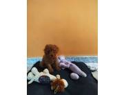 CANICHE MACHO ROJO PIMENTON