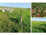 16.500 hectáreas en amambay